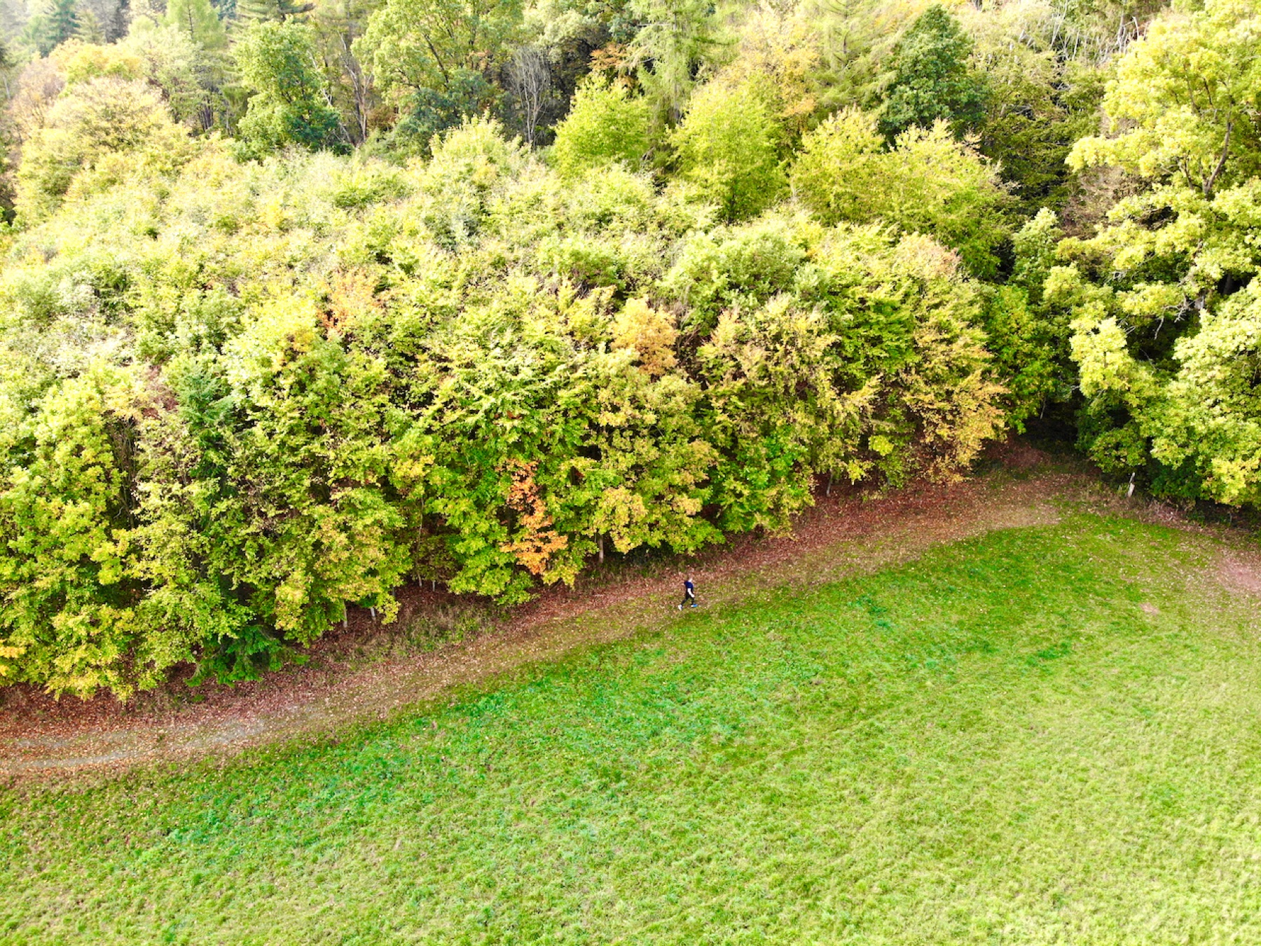 Läufer auf einem Weg zwischen herbstlichem Wald und Wiese aus der Luft